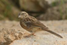 Cierlik - Emberiza cirlus - Cirl Bunting