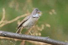 Cierniówka - Sylvia communis - Common Whitethroat