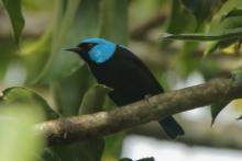 Cukrownik modrolicy - Dacnis venusta - Scarlet-thighed Dacnis