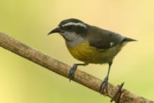 Cukrzyk bananowy - Coereba flaveola - Bananaquit