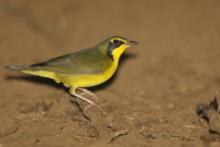 Cytrynka czarnouzda - Geothlypis formosa - Kentucky Warbler