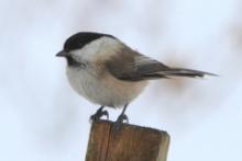 Czarnogłówka - Poecile montanus - Willow Tit