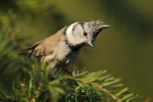 Czubatka - Lophophanes cristatus - Crested Tit