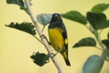 Czyż żółtobrzuchy - Spinus xanthogastrus - Yellow-bellied Siskin