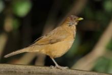 Drozd brązowawy - Turdus grayi - Clay-colored Thrush