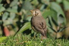 Drozd kroplisty - Psophocichla litsitsirupa - Groundscraper Thrush