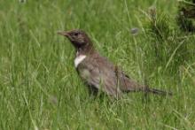 Drozd obrożny - Turdus torquatus - Ring Ouzel