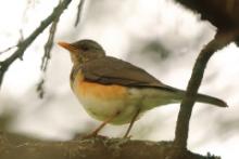 Drozd żółtodzioby - Turdus pelios - African Thrush