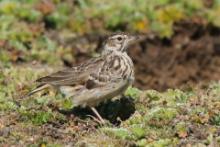 Dzierlatka iberyjska - Galerida theklae - Thekla's Lark