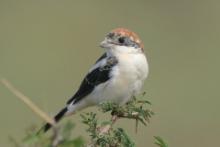 Dzierzba rudogłowa - Lanius senator - Woodchat Shrike