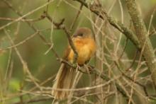 Dżunglotymal rdzawy - Argya rubiginosa - Rufous Chatterer