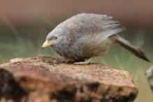 Dżunglotymal żółtodzioby - Argya affinis - Yellow-billed Babbler