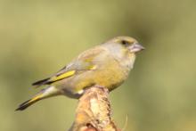 Dzwoniec - Chloris chloris - Greenfinch