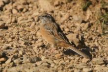 Głuszek - Emberiza cia - Emberiza cia - Rock Bunting