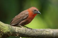 Habia czerwonogardła - Habia fuscicauda - Red-throated Ant Tanager