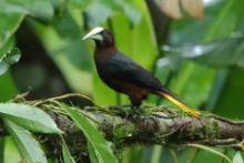 Kacykowiec grubodzioby - Psarocolius wagler - Chestnut-headed Oropendola