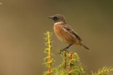 Kląskawka - Saxicola rubicola - European Stonechat