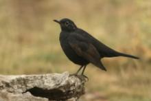 Kos - Turdus merula - Common Blackbird