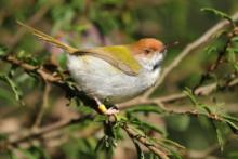 Krawczyk zwyczajny - Orthotomus sutorius - Common Tailorbird