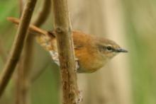 Krótkolotka cynamonowa - Bradypterus cinnamomeus - Cinnamon Bracken Warbler