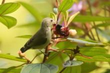 Kwiatówka jasnodzioba - Dicaeum erythrorhynchos - Pale-billed Flowerpecker