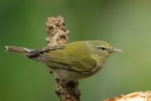 Lasówka oliwkowa - Leiothlypis peregrina - Tennessee Warbler