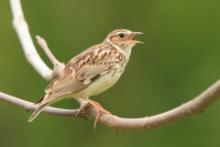 Skowronki - Alaudidae