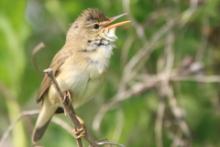 Łozówka - Acrocephalus palustris - Marsh Warbler