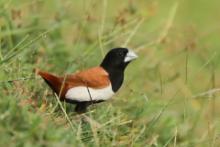 Mniszka kapturowa - Lonchura malacca - Tricoloured Munia