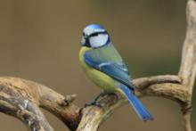 Modraszka - Cyanistes caeruleus - Blue Tit