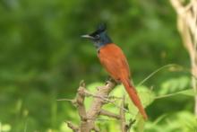 Muchodławka rajska - Terpsiphone paradisi - Indian Paradise-flycatcher