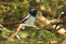 Muchodławka wspaniała - Terpsiphone viridis - African Paradise-flycatcher