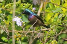 Nektarnik długodzioby - Cinnyris lotenius - Long-billed Sunbird