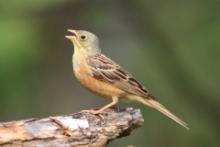 Ortolan - Emberiza hortulana - Ortolan Bunting