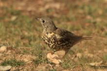 Paszkot - Turdus viscivorus - Mistle Thrush