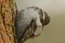 Pełzacz ogrodowy - Certhia brachydactyla - Short-toed Treecreeper