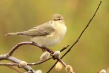 Piecuszek - Phylloscopus trochilus - Willow Warbler