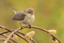 Pierwiosnek - Phylloscopus collybita - Common Chiffchaff