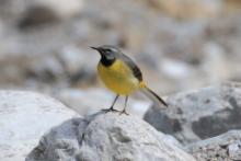 Pliszka górska - Motacilla cinerea - Grey Wagtail