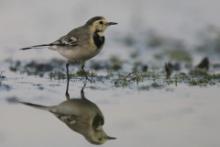 Pliszka siwa - Motacilla alba - White Wagtail