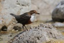 Pluszcz - Cinclus cinclus - White-throated Dipper