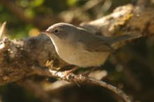 Pokrzewka wąsata - Curruca cantillans - Eastern Subalpine Warbler