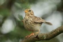 Potrzeszcz - Emberiza calandra - Corn Bunting