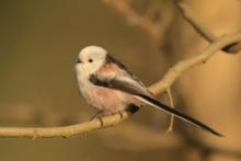 Raniuszek - Aegithalos caudatus - Long-tailed Tit