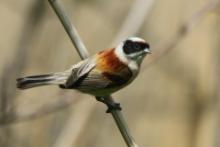 Remiz - Remiz pendulinus - Eurasian Penduline