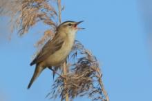 Rokitniczka - Acrocephalus schoenobaenus - Sedge Warbler