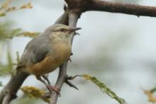 Sawanka długodzioba - Sylvietta rufescens - Long-billed Crombec