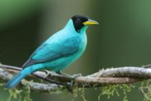 Seledynek - Chlorophanes spiza - Green Honeycreeper