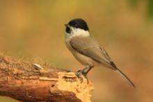 Sikora uboga - Poecile palustris - Marsh Tit