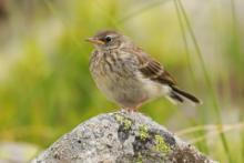 Siwerniak - Anthus spinoletta - Water Pipit